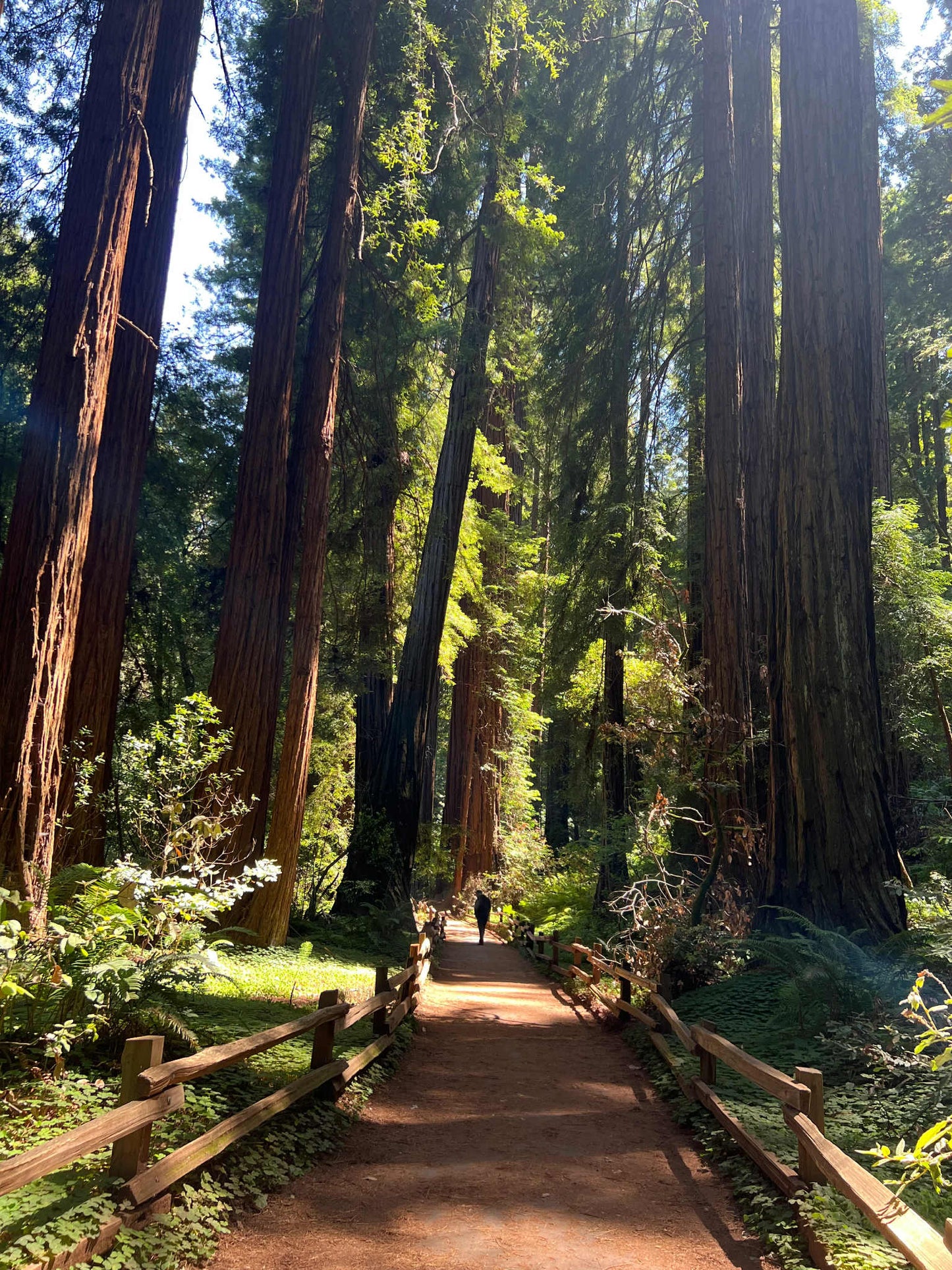 Forest Bathing Roller