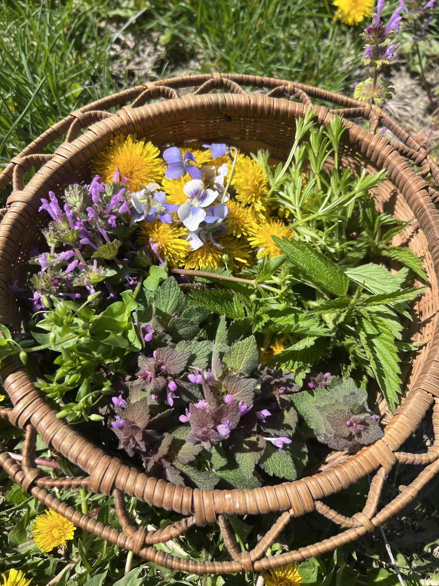 Spring Tonic Tincture