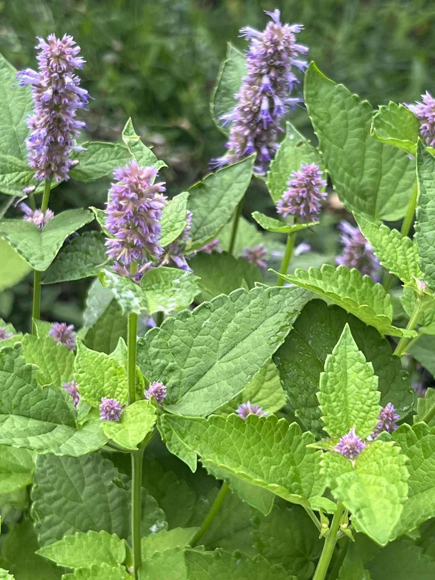 Hyssop Tincture