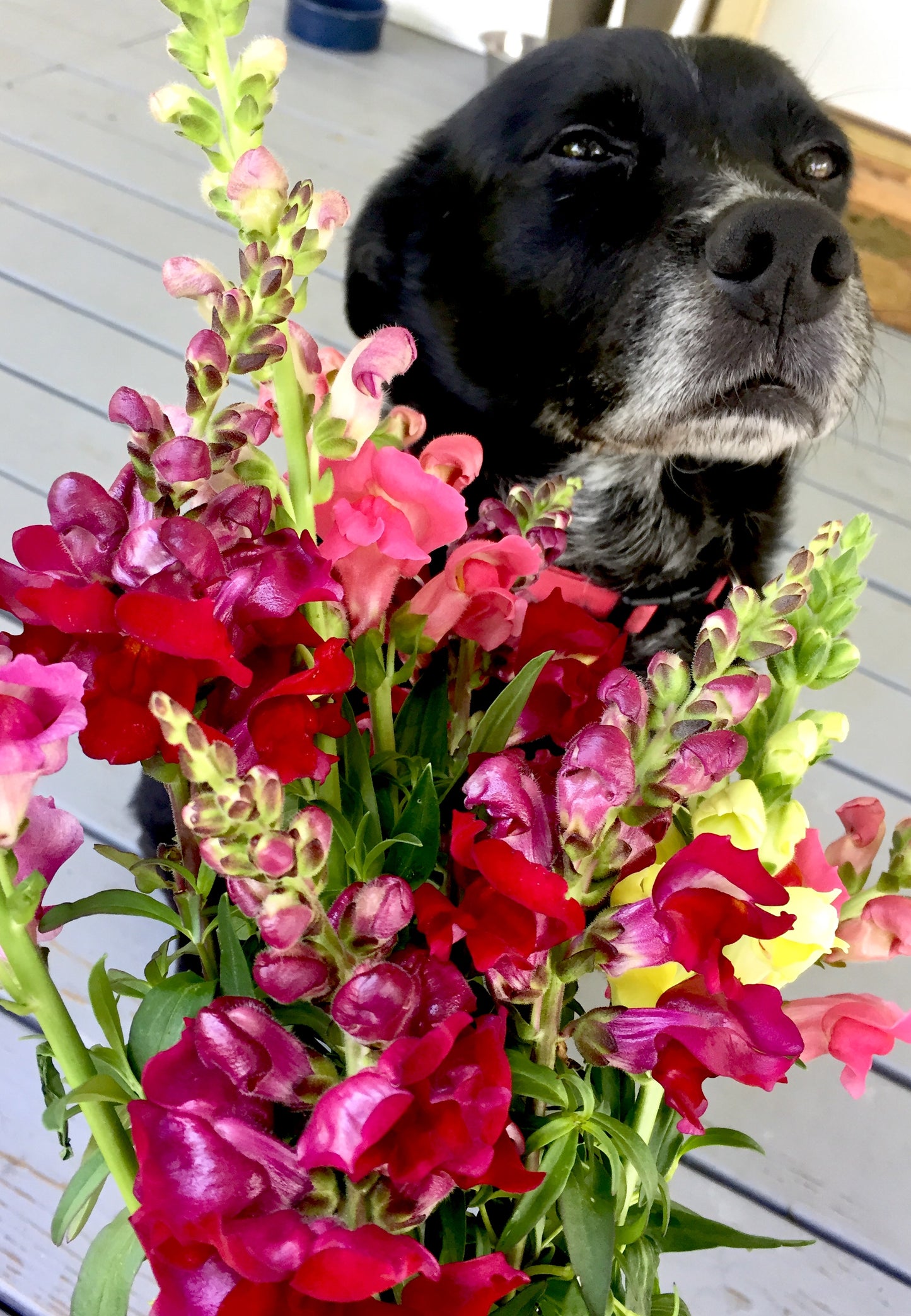 Flower Season Subscription