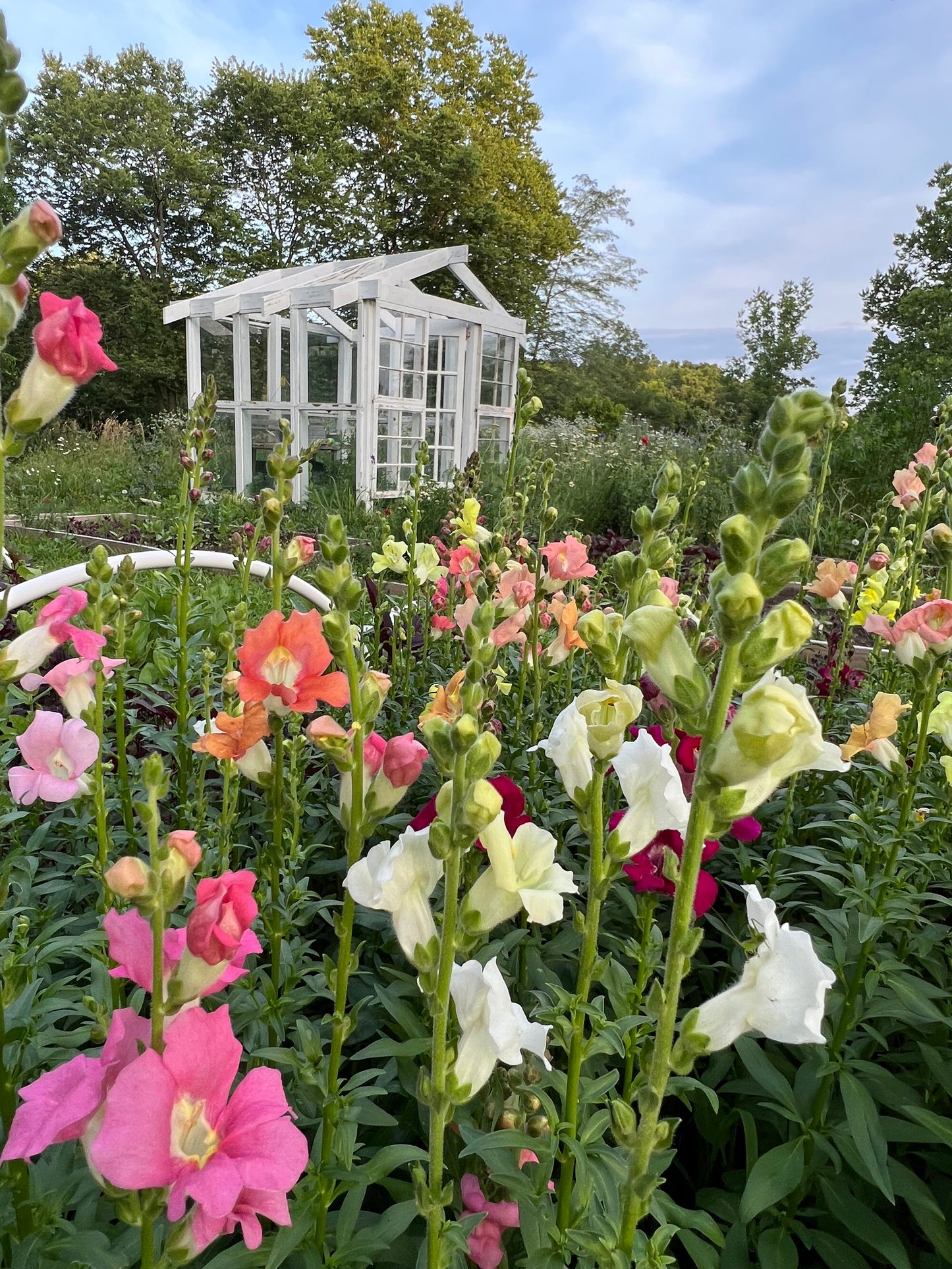 Flower Season Subscription