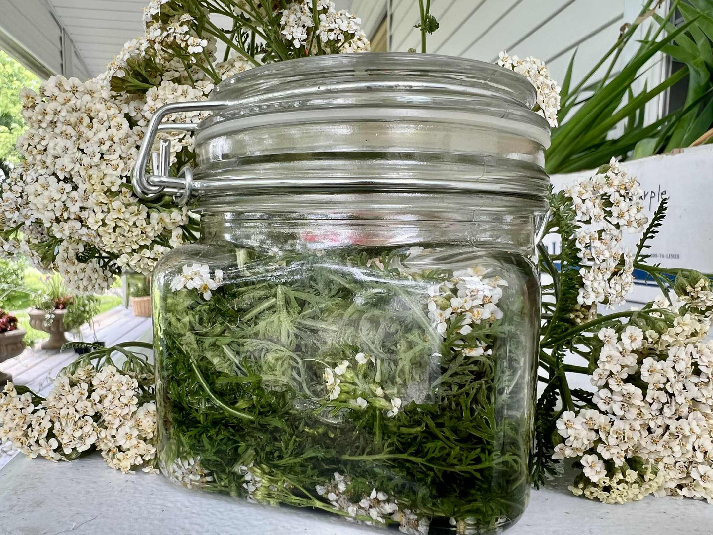 Immortelle Facial Serum