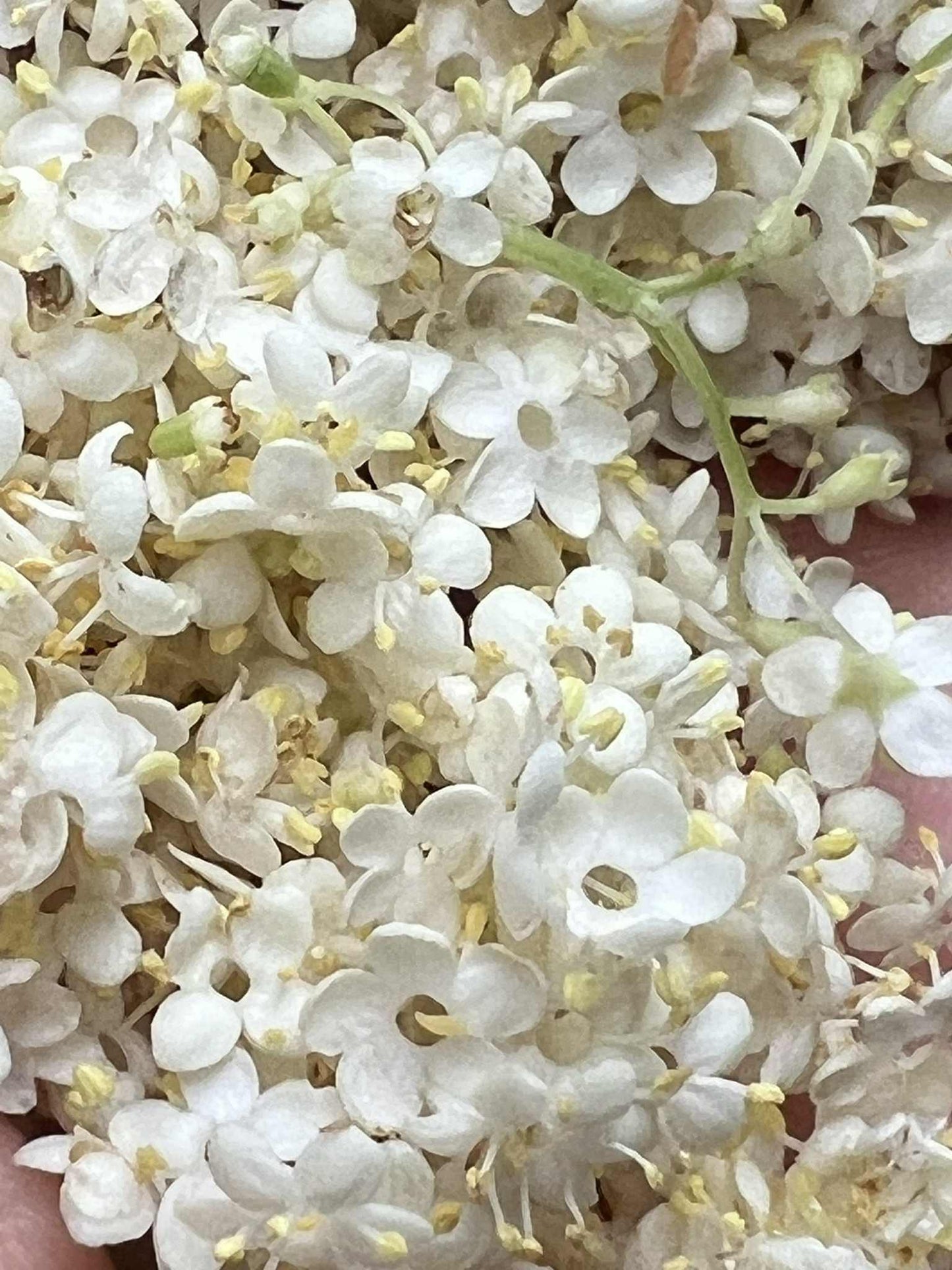 Immortelle Facial Serum