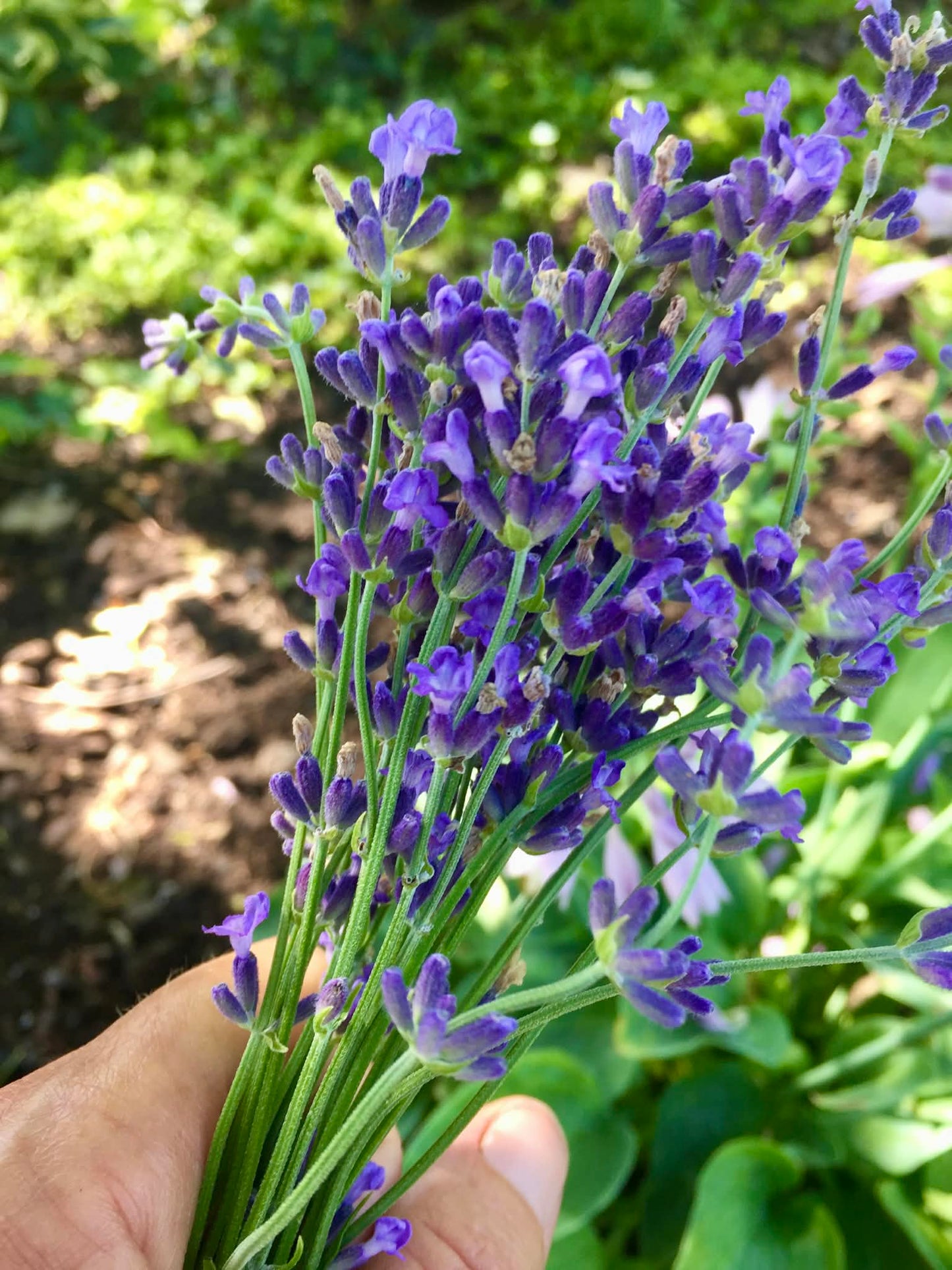 Lavender Roller