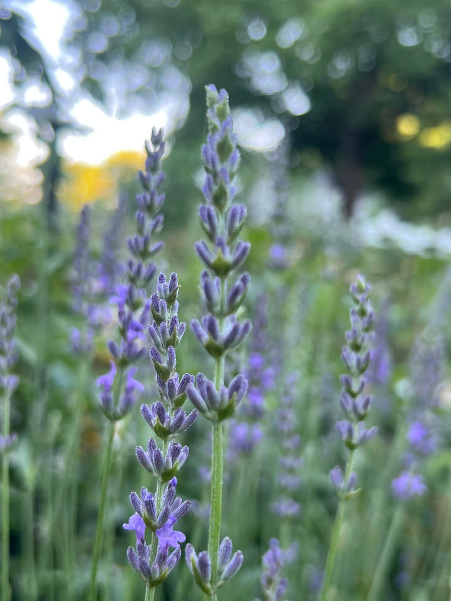 Lavender Roller