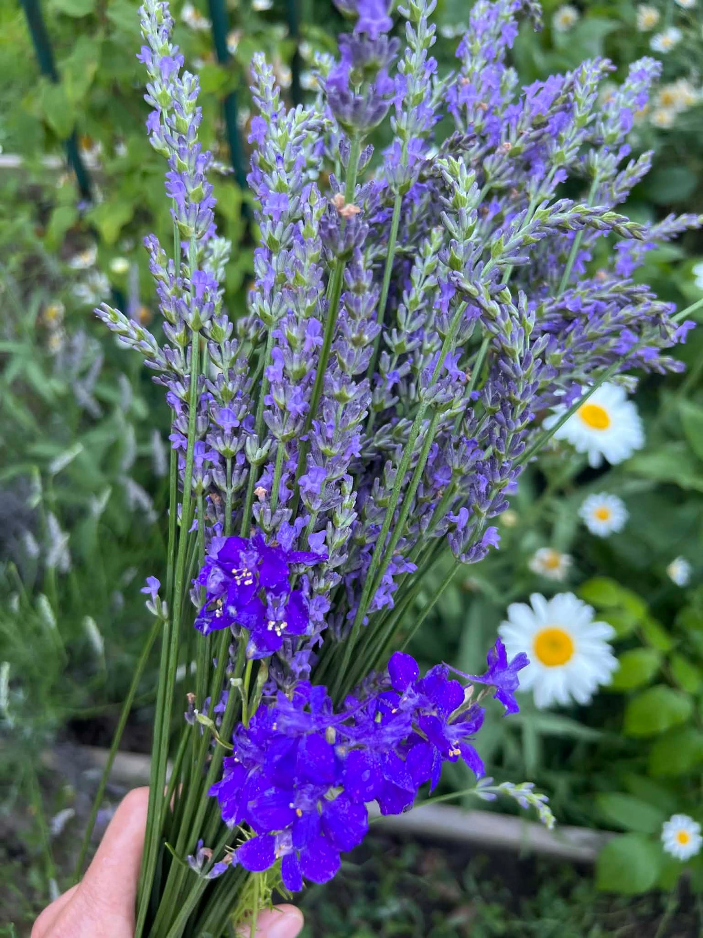 Lavender Roller