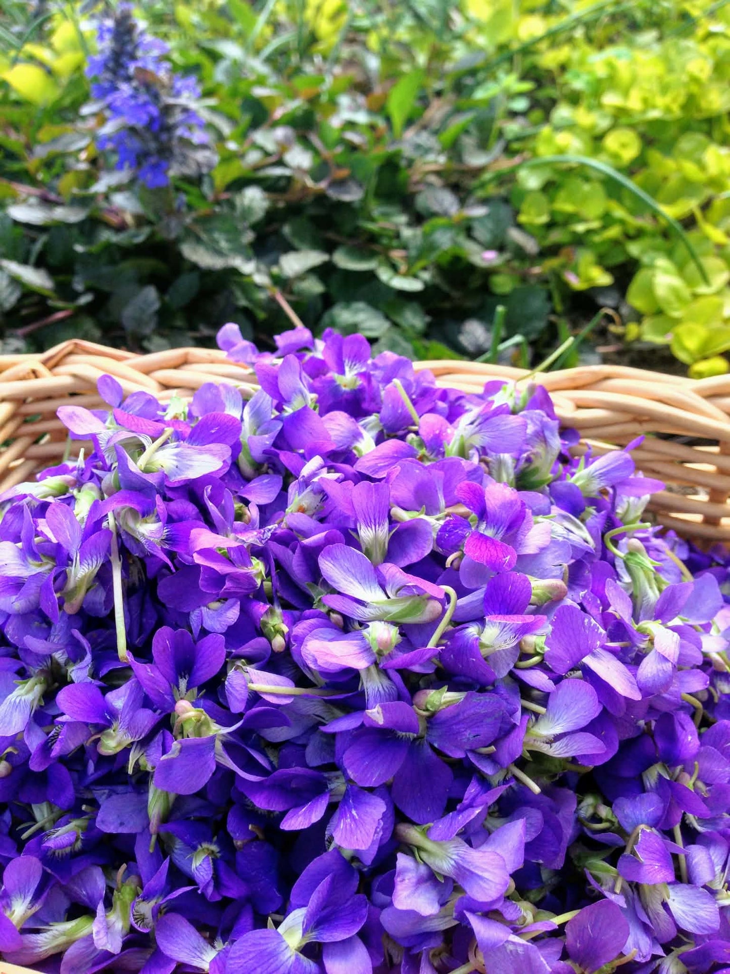 Violet Flower Jelly