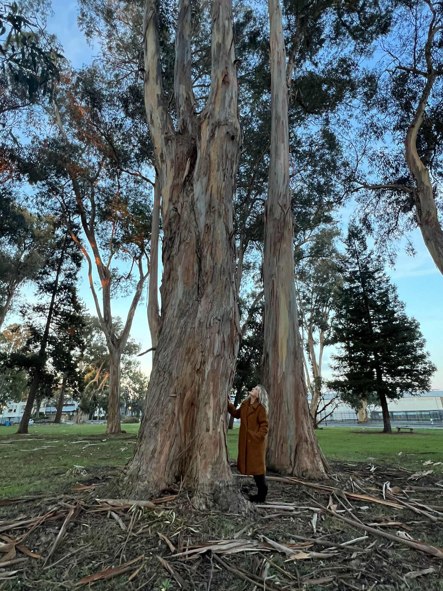 Forest Bathing Roller